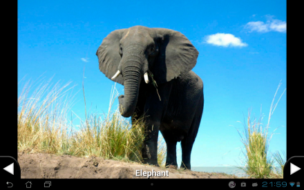 Animal sounds and pictures - Kidstatic Apps - iOS and Android Animal sounds and pictures - Kidstatic Apps - iOS and Android